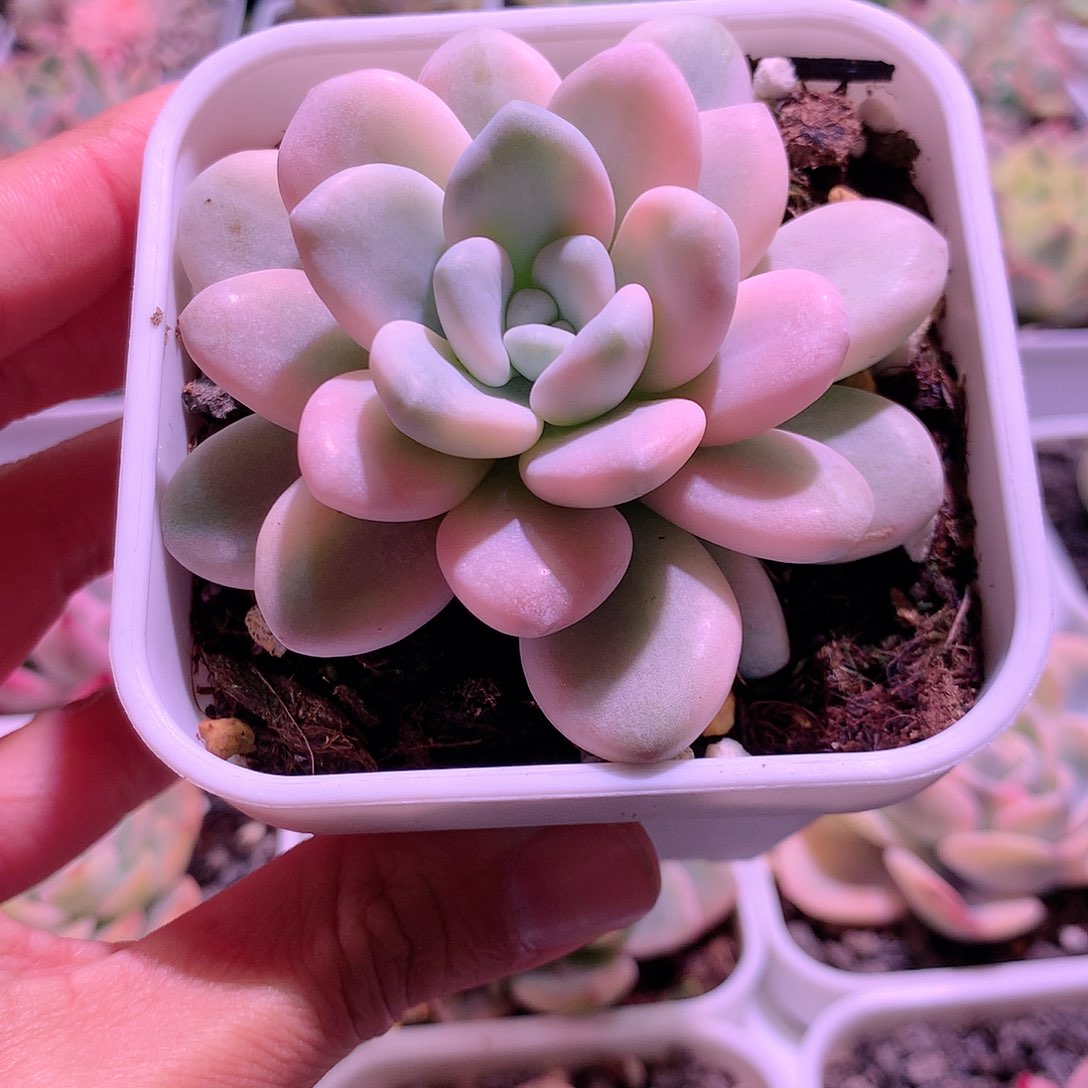 洛神锦多肉植物老桩