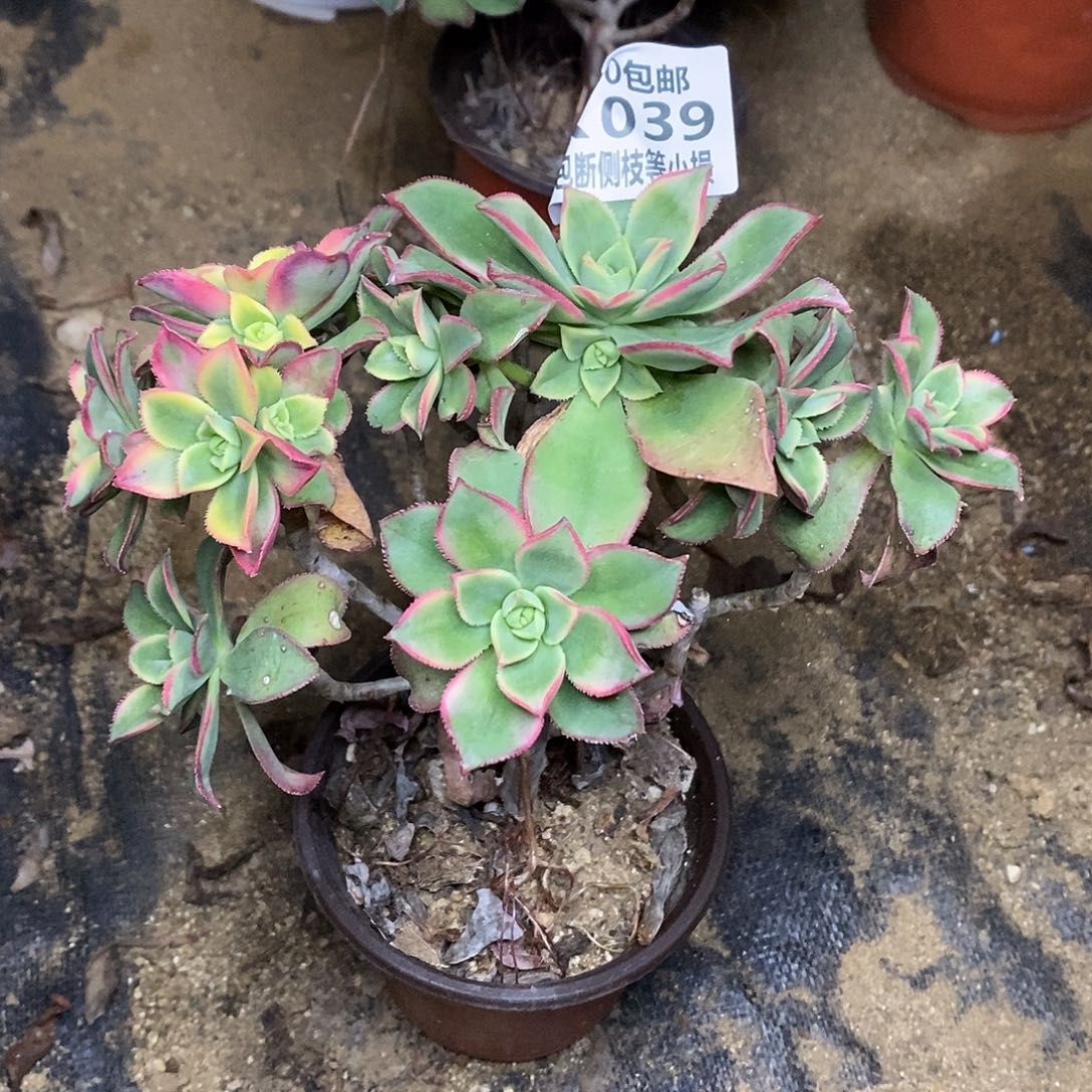 039艳日辉多肉法师锦