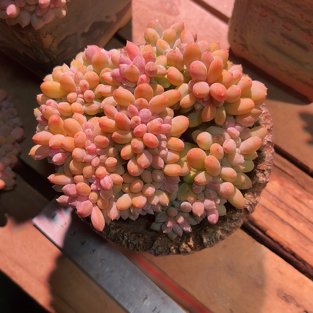 王***大灰姑娘缀化多肉多肉