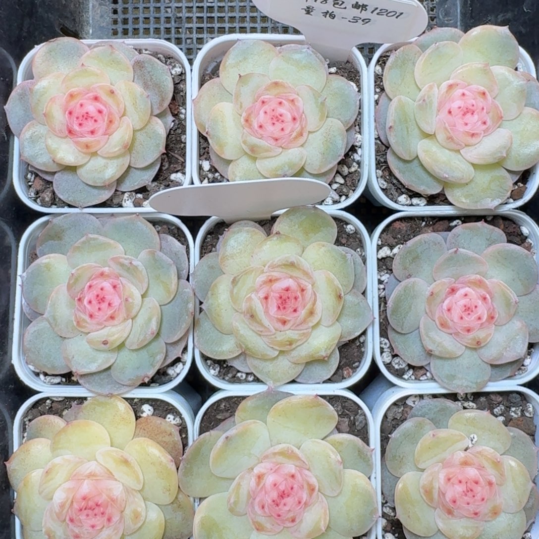 1201-039-水中花一颗量拍