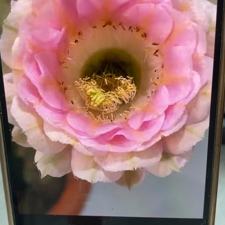 彩草520号缀化双头有气根侧芽4.5公分左右