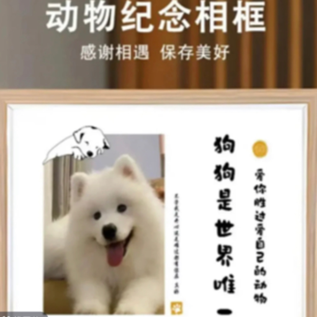 宠物相册高清纪念
