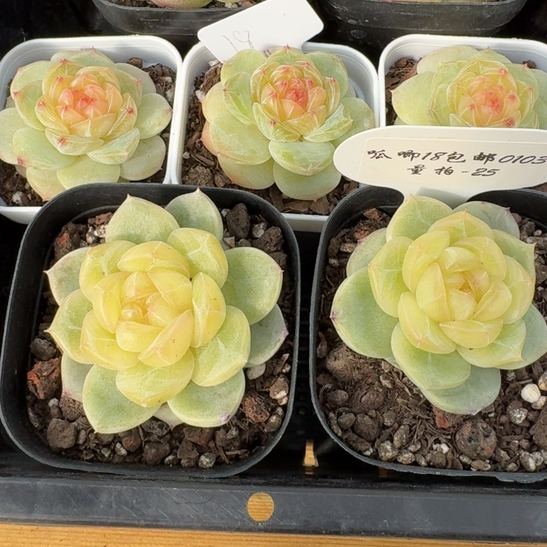 0103-25-3003单头量拍