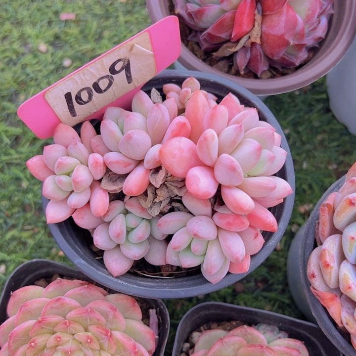 健健康康平平安安