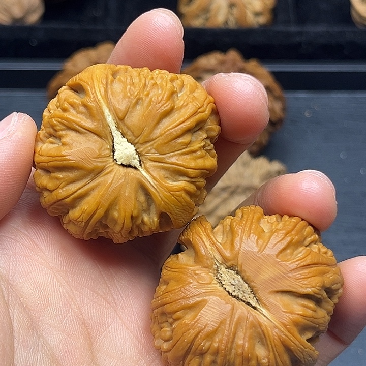 香樟木秦岭突突突突突突