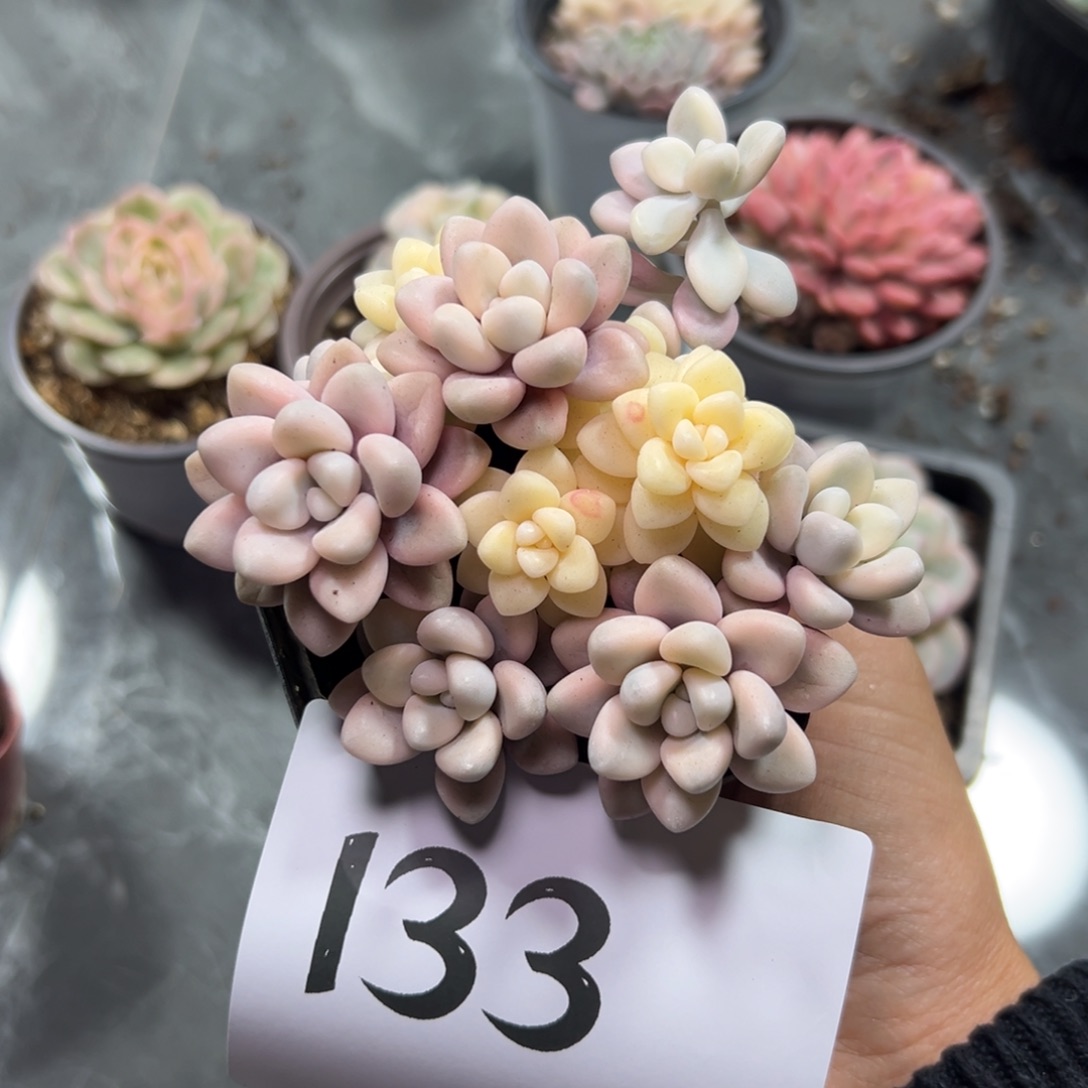 嗯***嗯133、小餐馆v别别扭扭你们