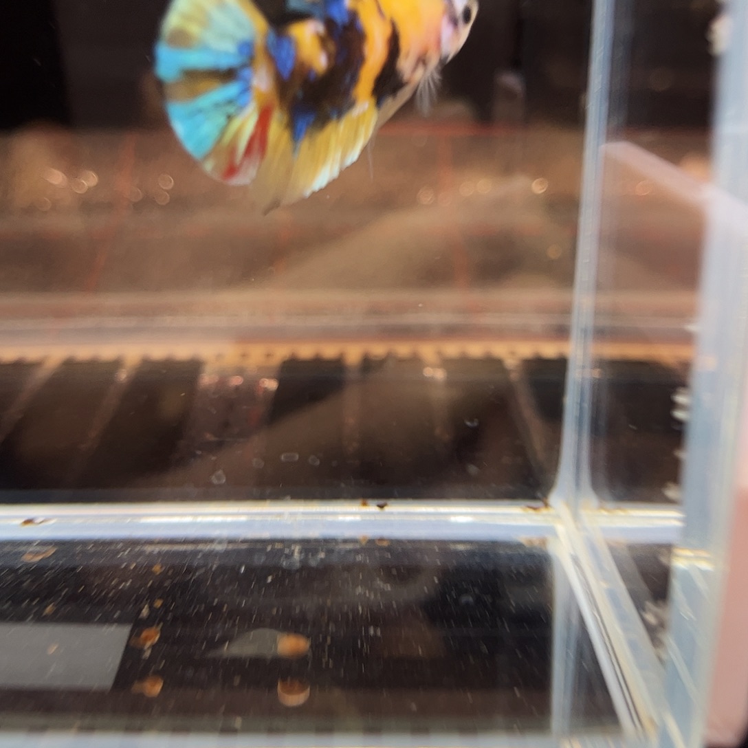 海水鱼宙斯斗鱼竞拍1226