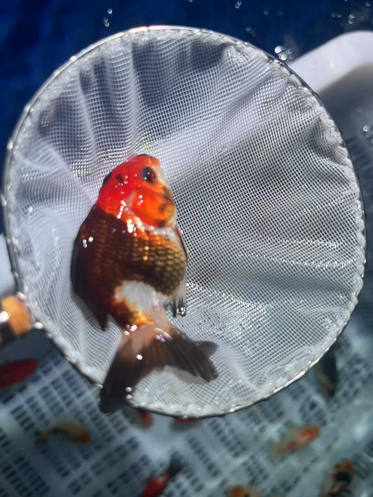 精品玛丽泰狮开播福利