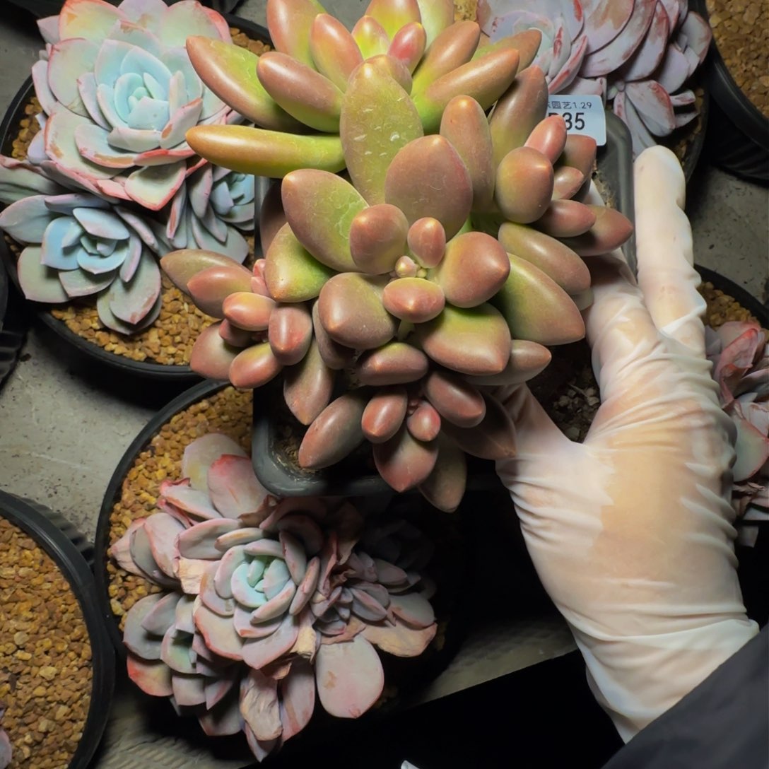 b b b b b b b b b b 35