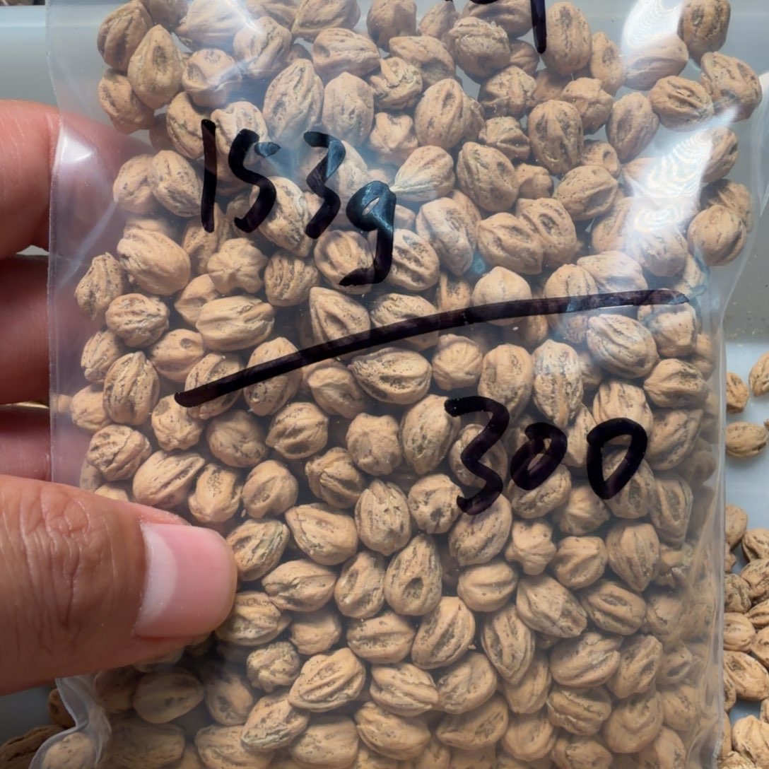 吊坠柏香籽/百香籽财****子