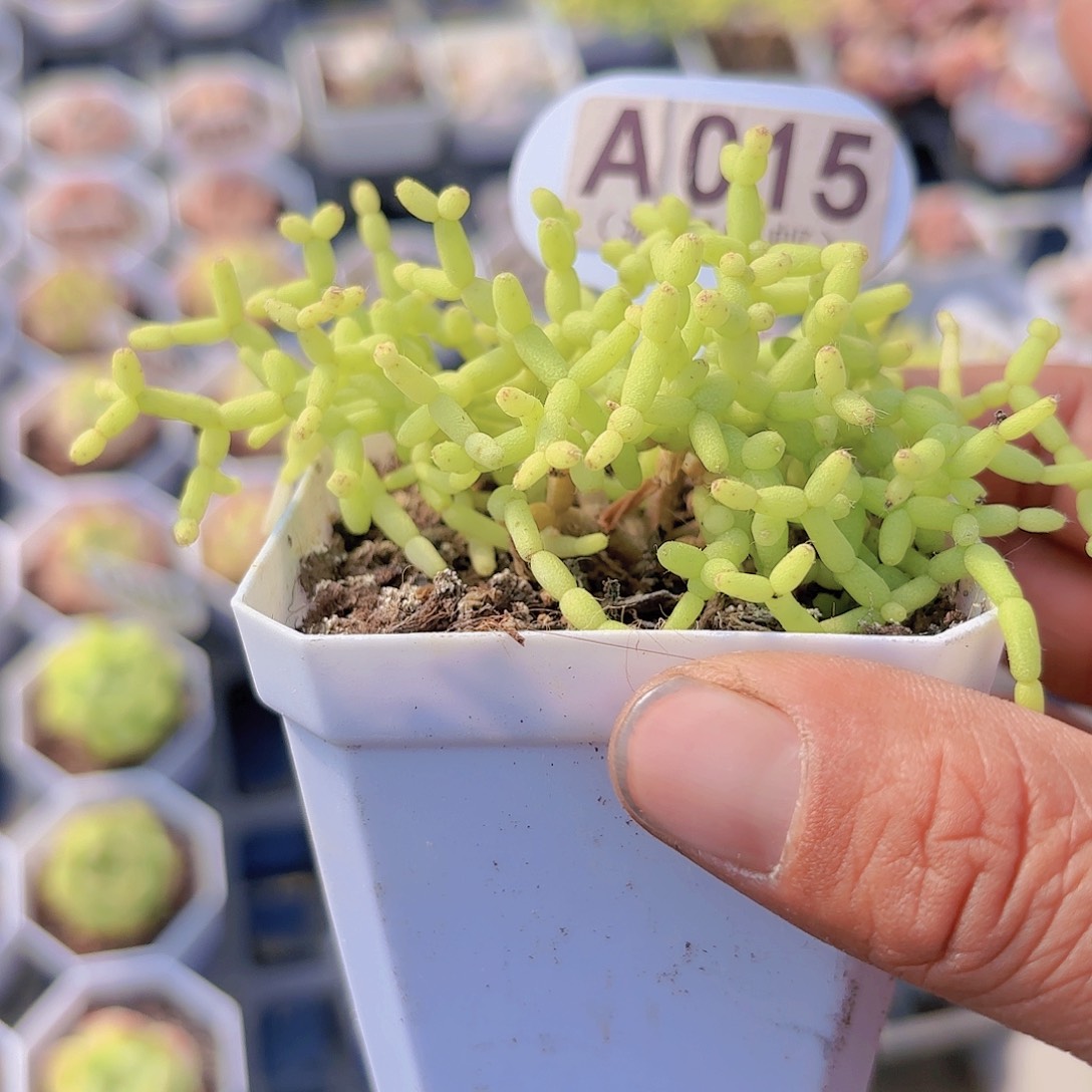 A015木偶人一物一拍