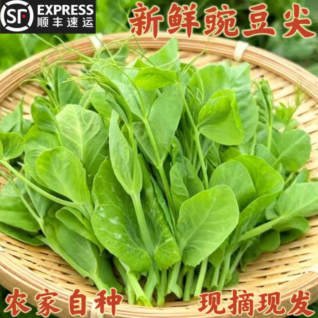 贵州农家自种当季食用新鲜蔬菜叶子菜豌豆尖芽苗细嫩火锅菜心包邮