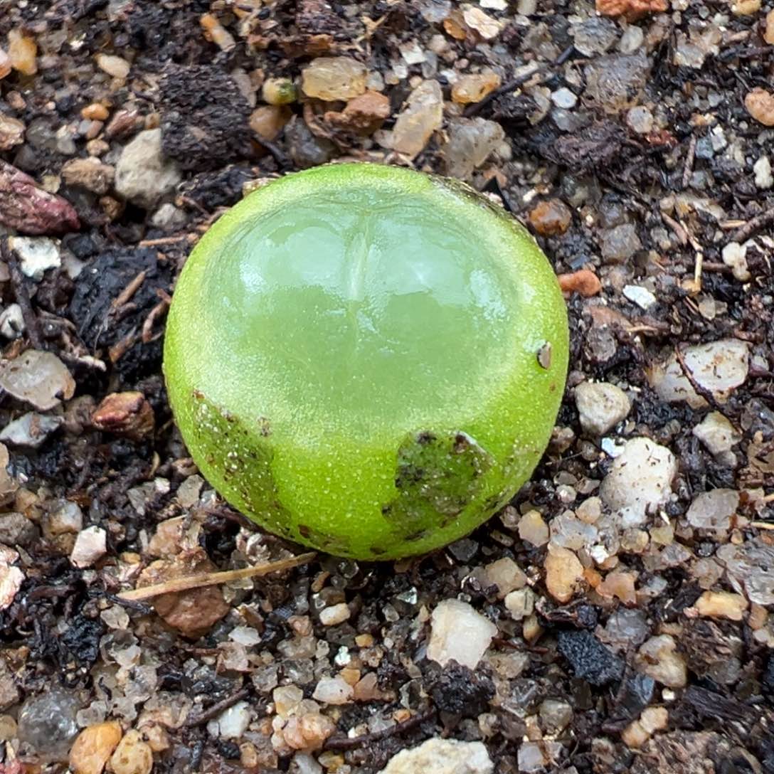 1.22好看的多肉275