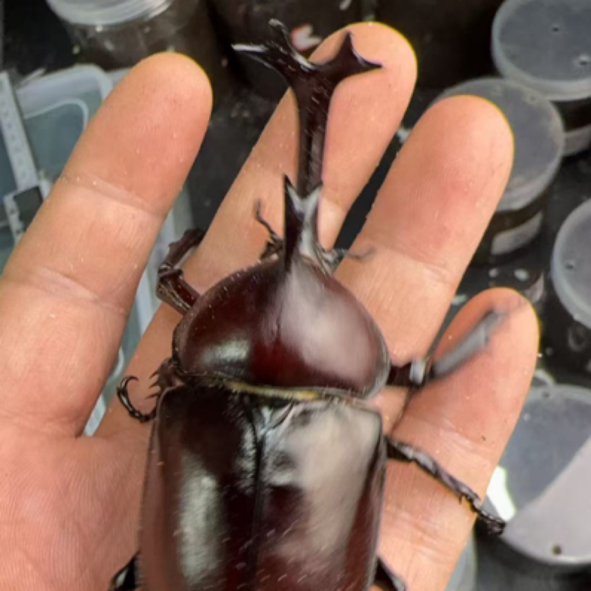 独角仙 卡布达成虫活体（7号）