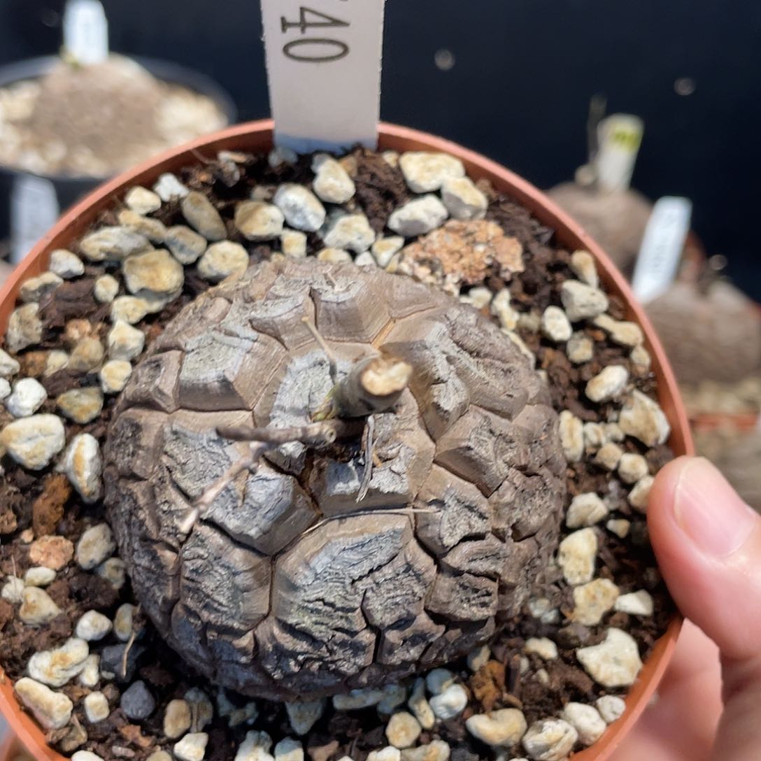 740龟甲龙不退不换