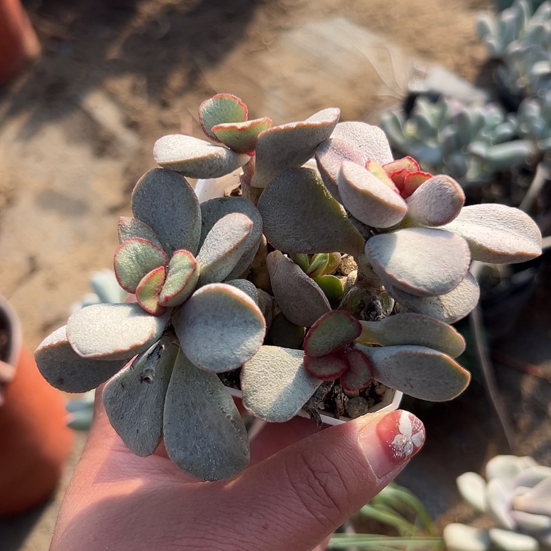 多肉植物春彩水泡