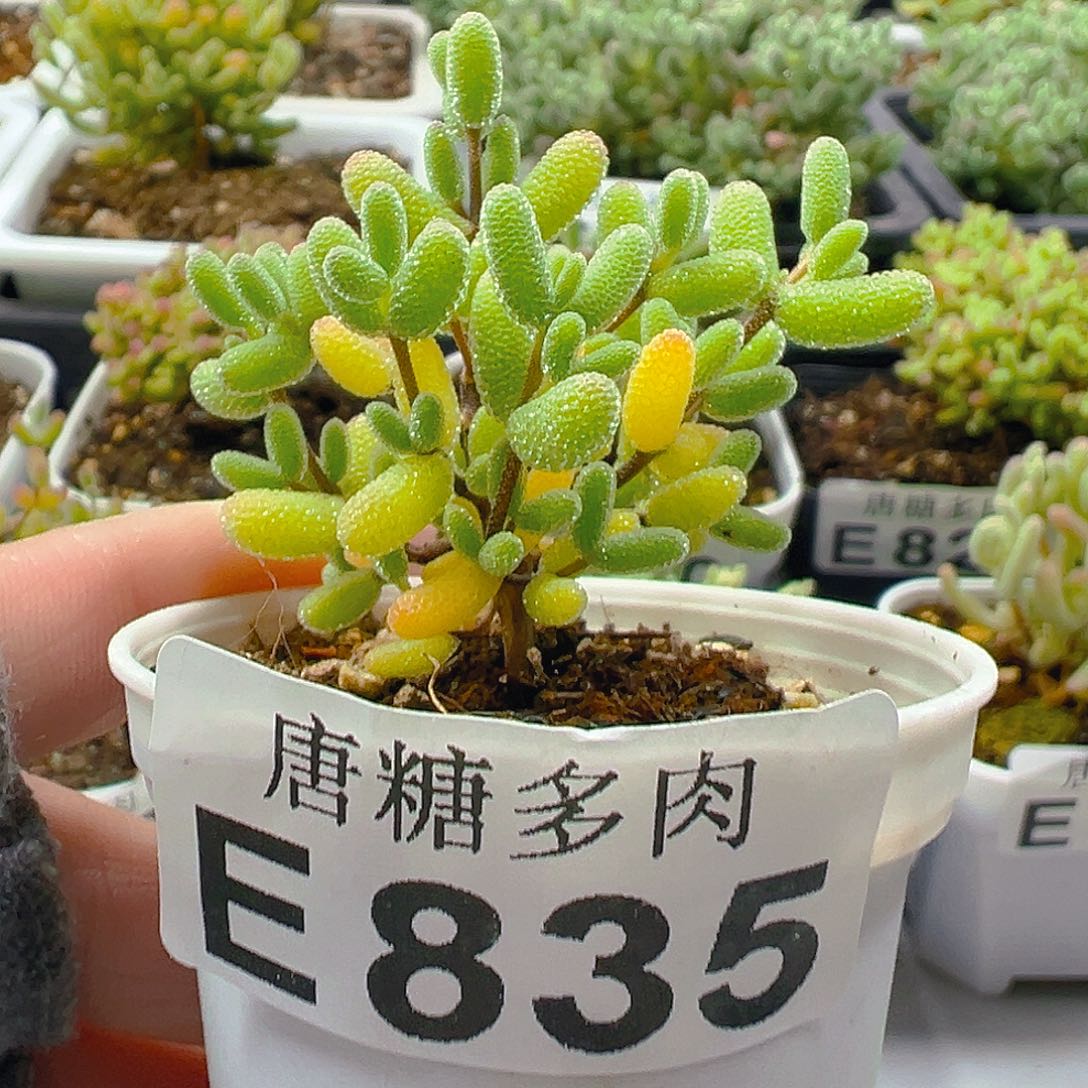 实生糖球835。           