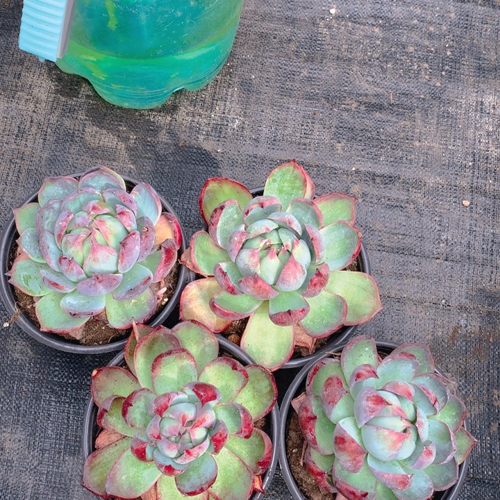 大惊鸿。        