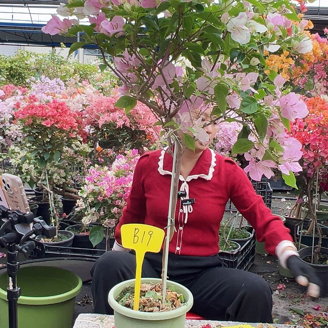 平***生大部分花苞少量开放B19广红樱