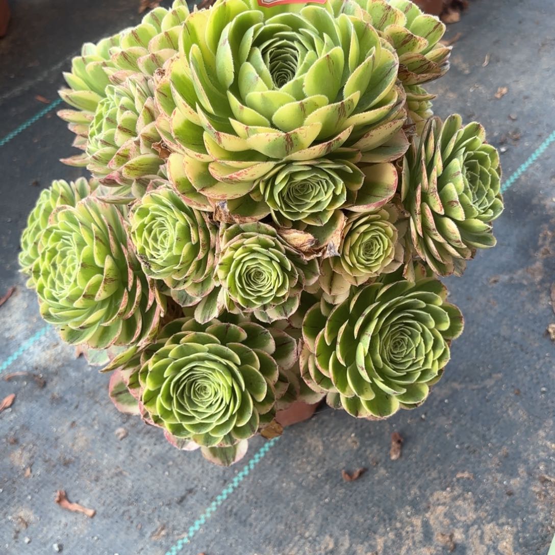 无花朵30白玉盘多肉植物