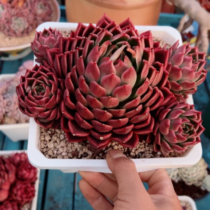精品多肉植物老桩