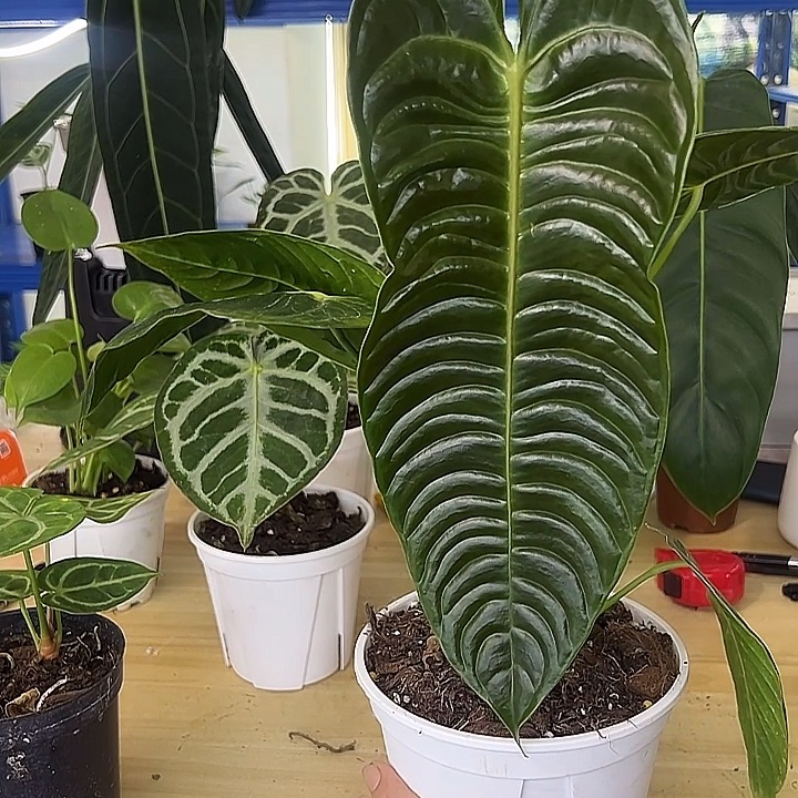 无花朵火鹤王花烛