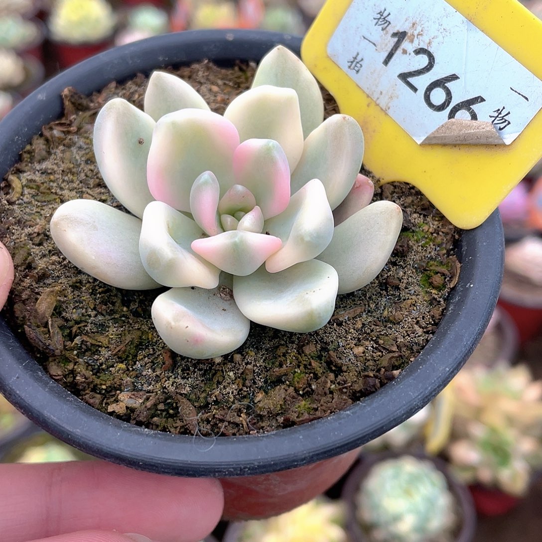 1266号多肉冬美人