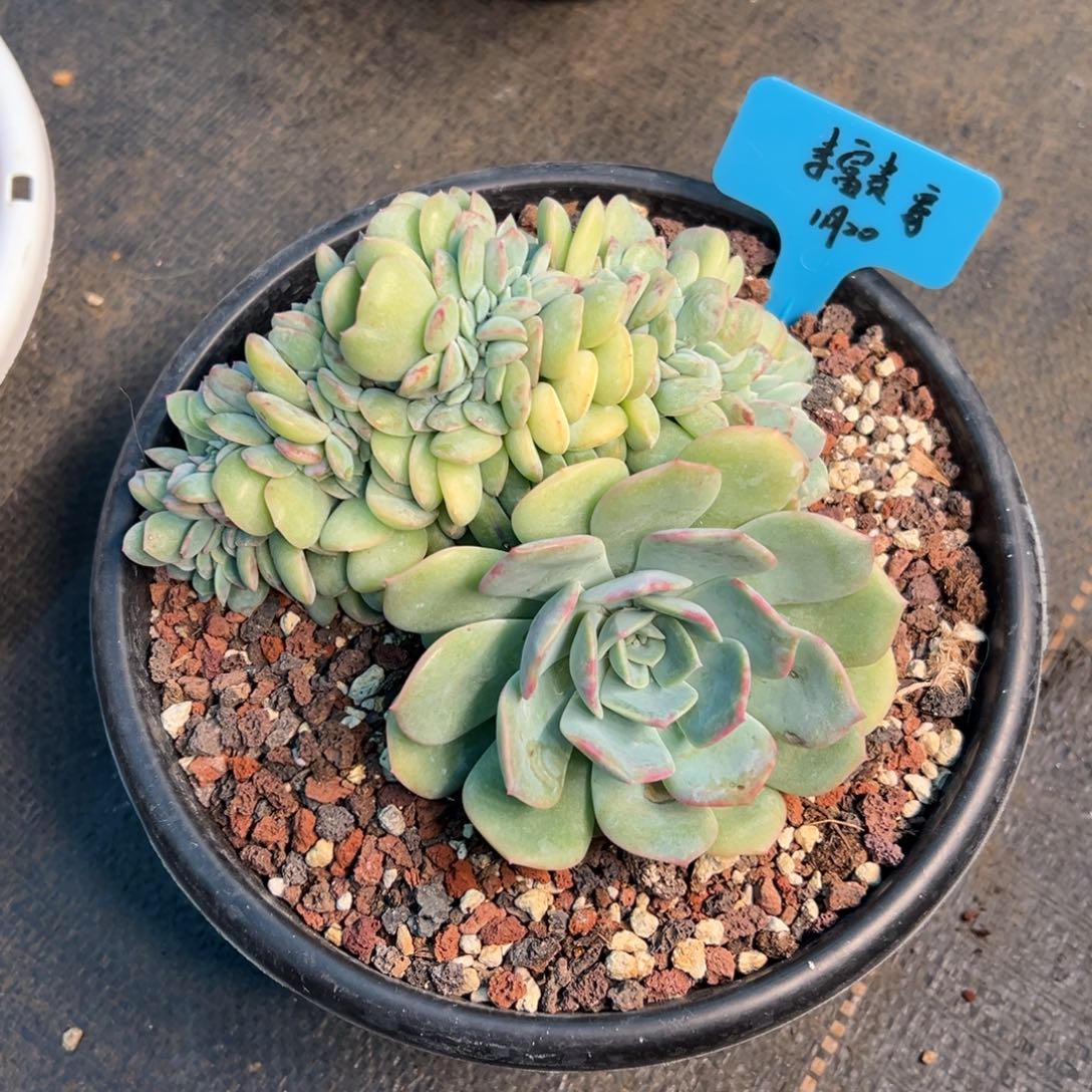 一物一拍链接。李富贵寄养