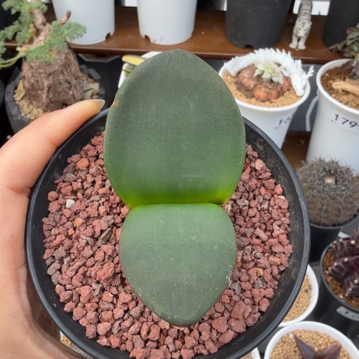 阔叶雪莲（满28包邮）