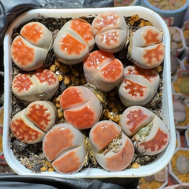 生石花1111111。   133