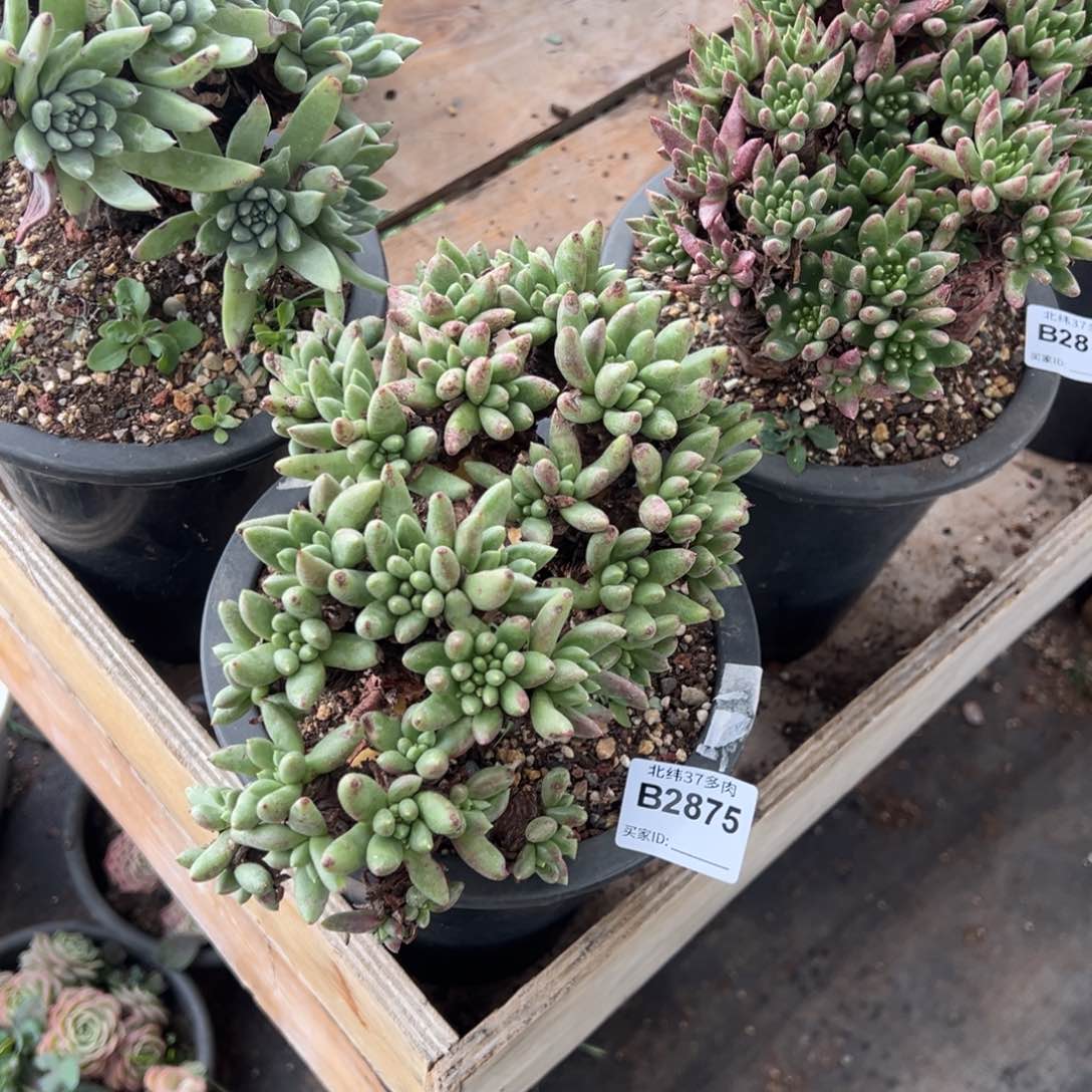 2875哈哈哈哈哈哈哈哈