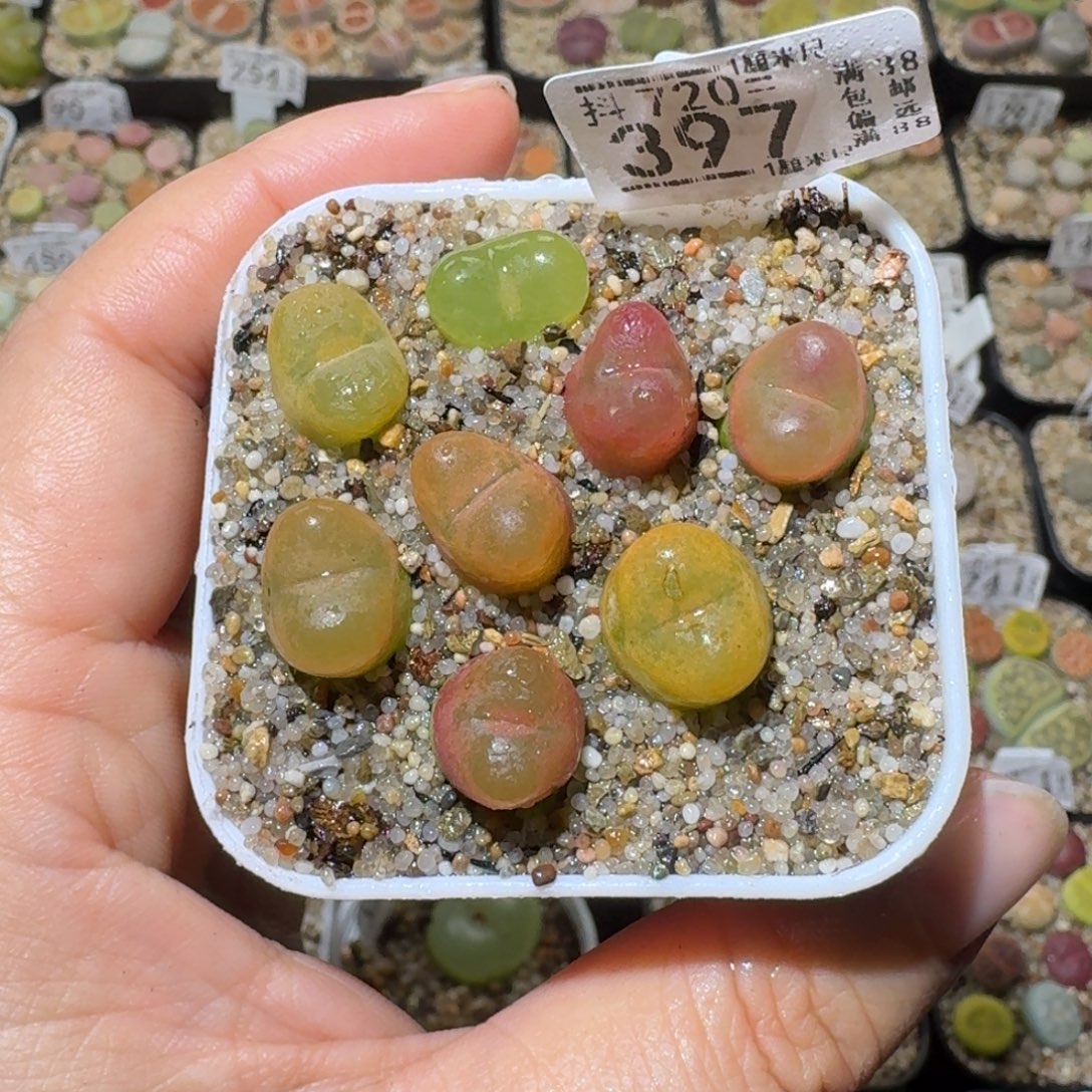 Sss精品生石花鱼397