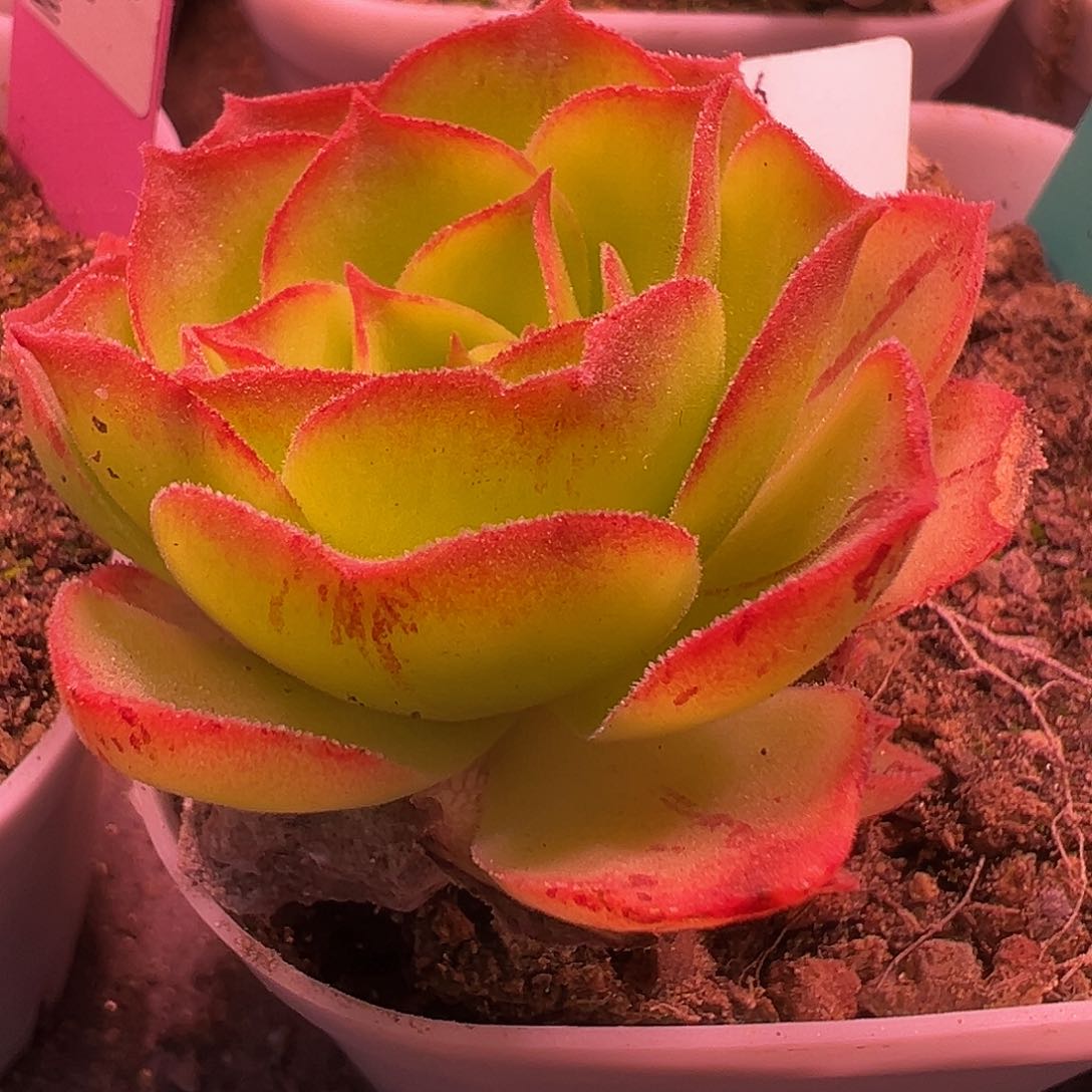 杨919 黄金x各种 福利