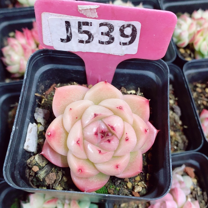 麦秆5.5cm不包整群