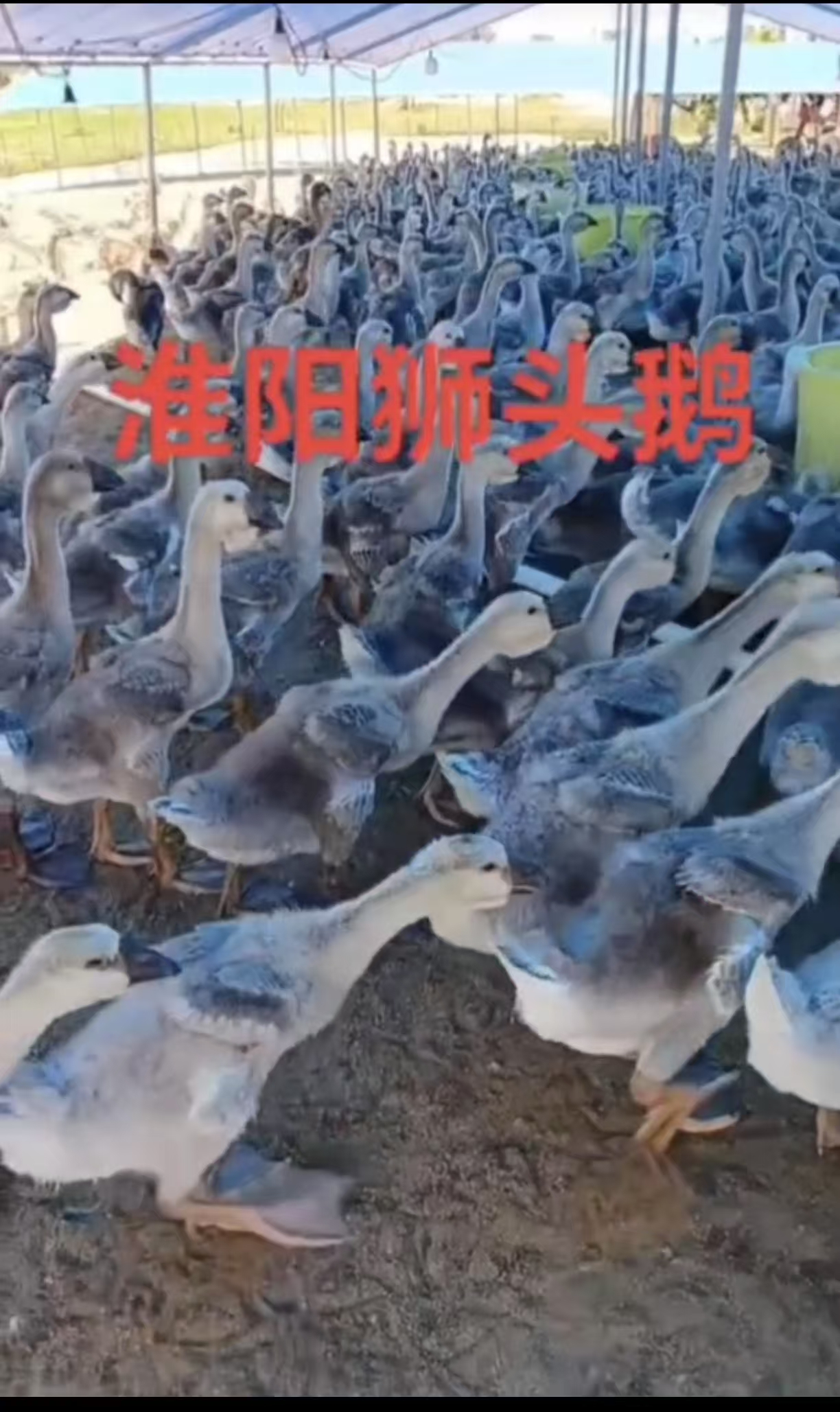 淮阳狮头鹅好货推荐产地直发