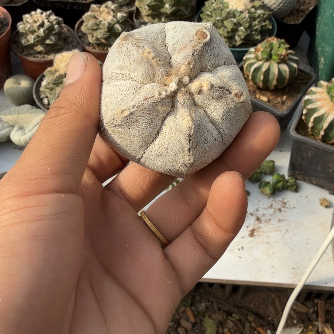 恩冢鸾凤玉仙人球开花