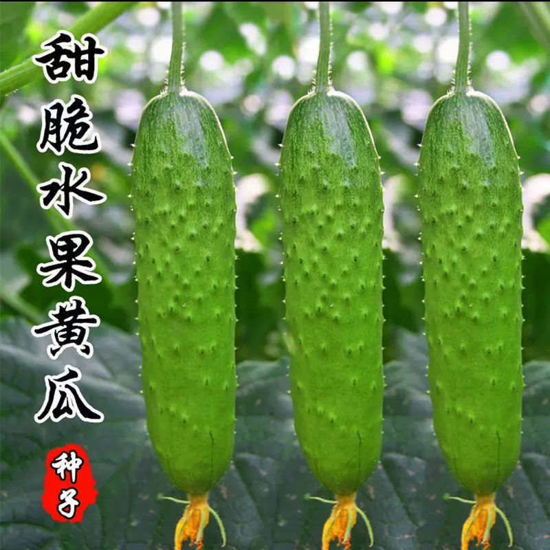 【唐山秋瓜黄瓜种子】黄瓜种子唐山秋瓜籽阳台秋黄瓜蔬菜种子