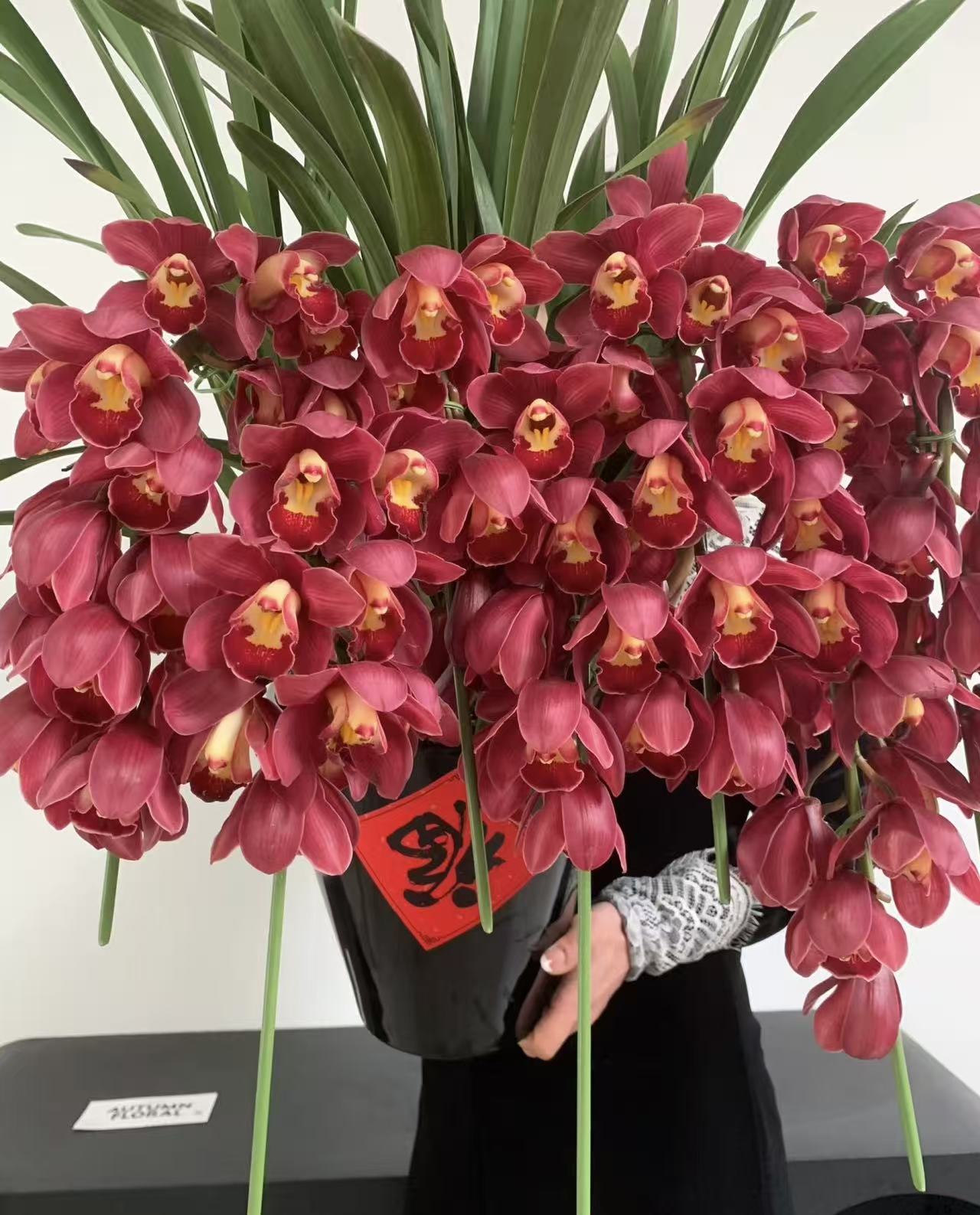 宇辰【埃及艳后 拱兰】大花蕙兰 盆栽花卉年宵花生苞云南基地直发