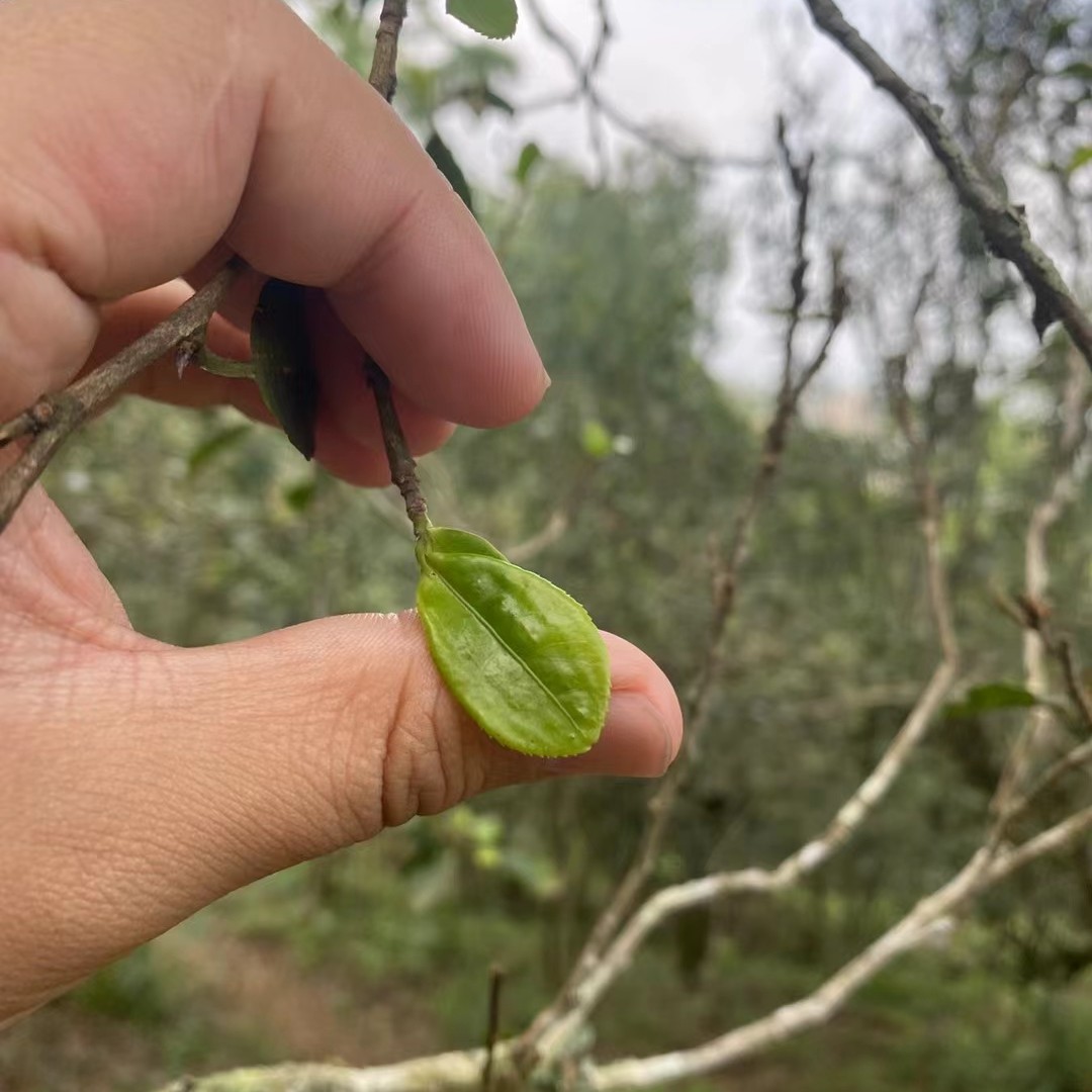 倚邦大黑树林猫耳朵，少量稀缺资源