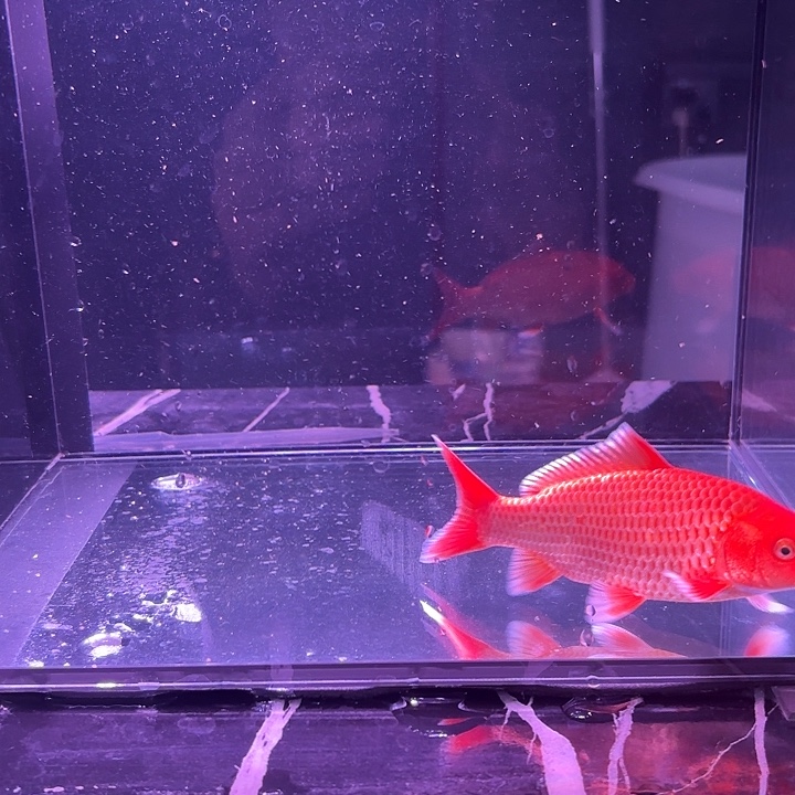 蝴蝶鲤鱼14号蝴蝶鲤