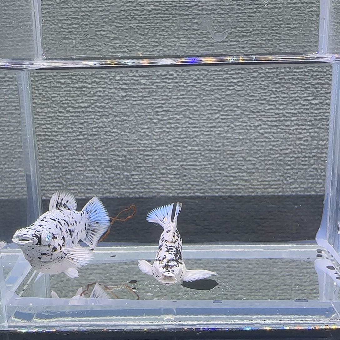 黑玛丽鱼奶牛钻眼元宝体