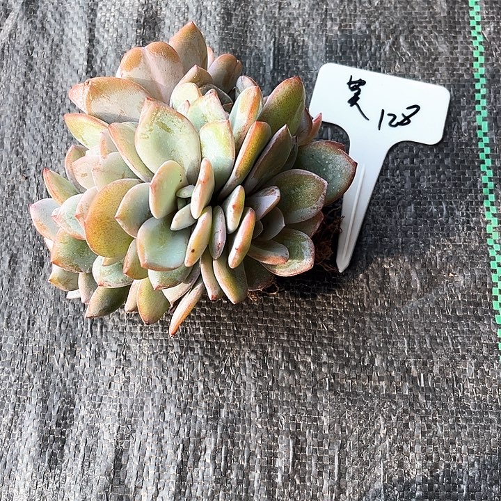 奶茶128号码牌子的话题