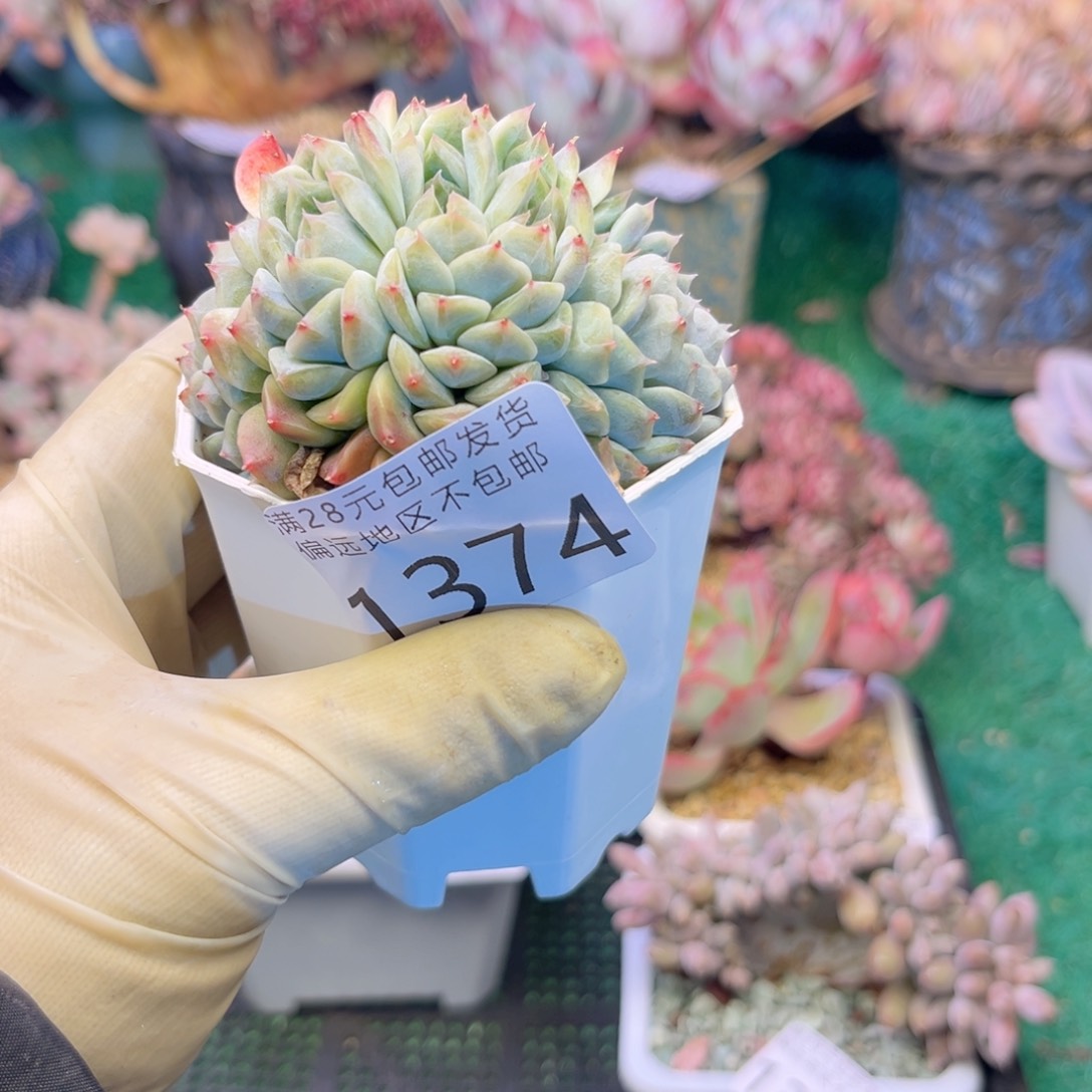 大1374/、z b x n x b b b n