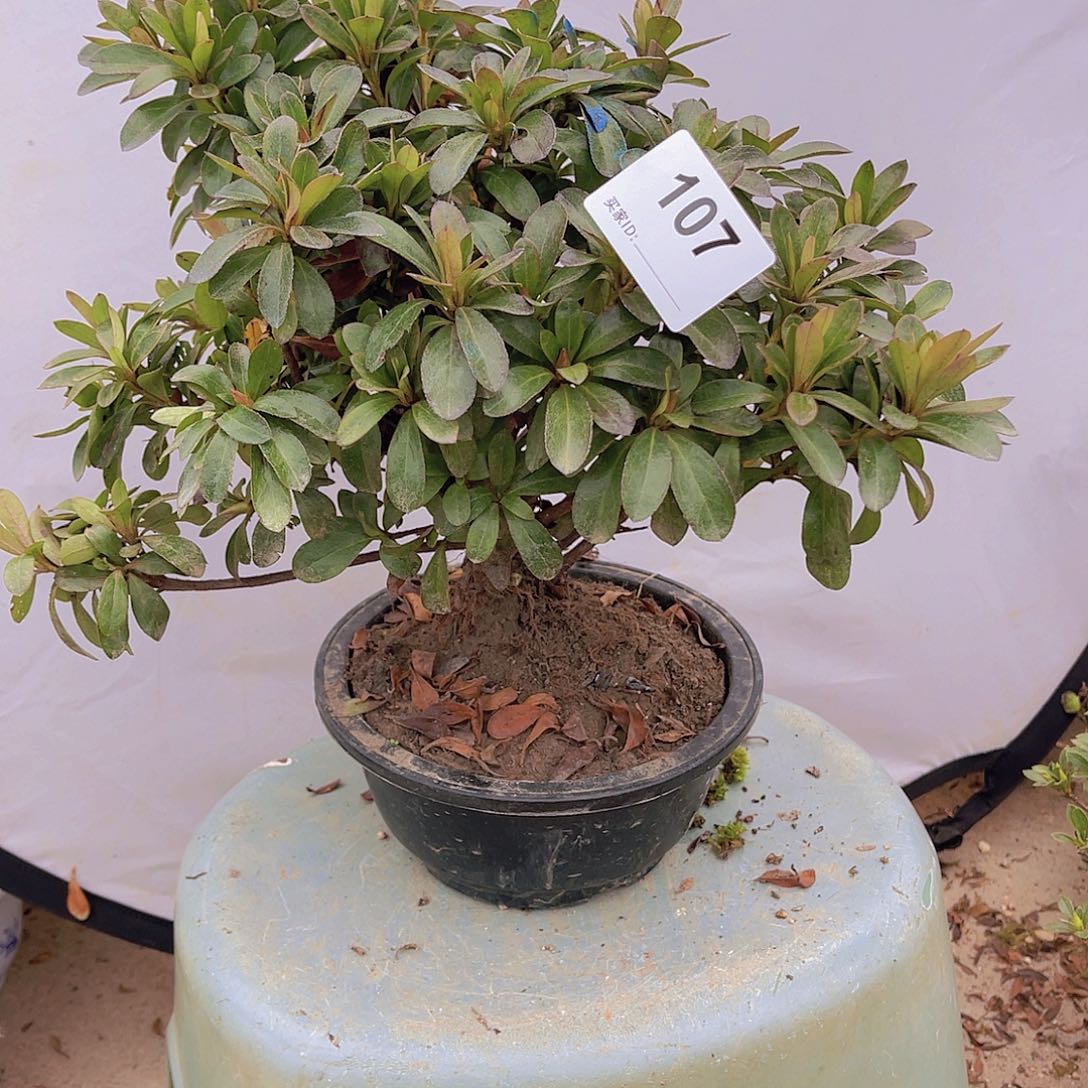 红陶直播时间一定一起