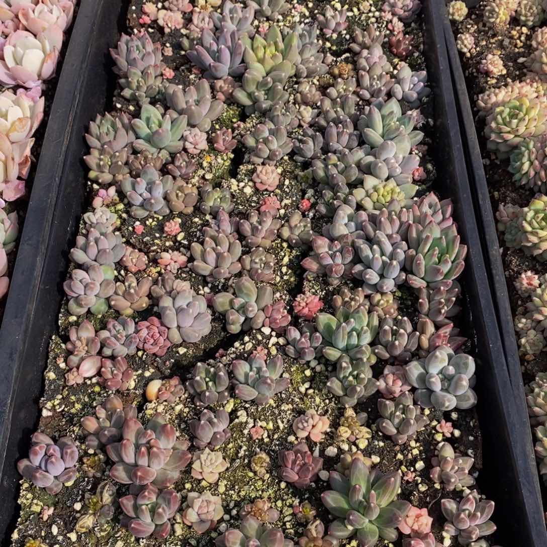 蕊*026多肉植物保护研究所所长