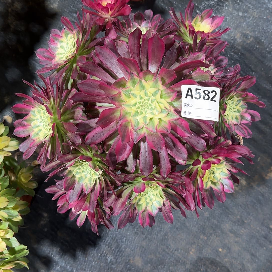 天合多肉法师a582