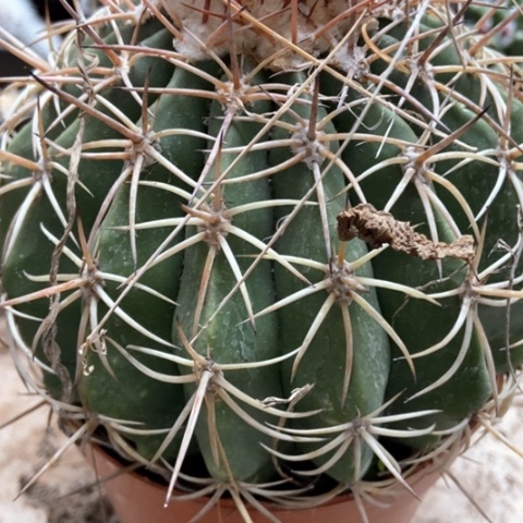 卷云仙人球16米仙人球