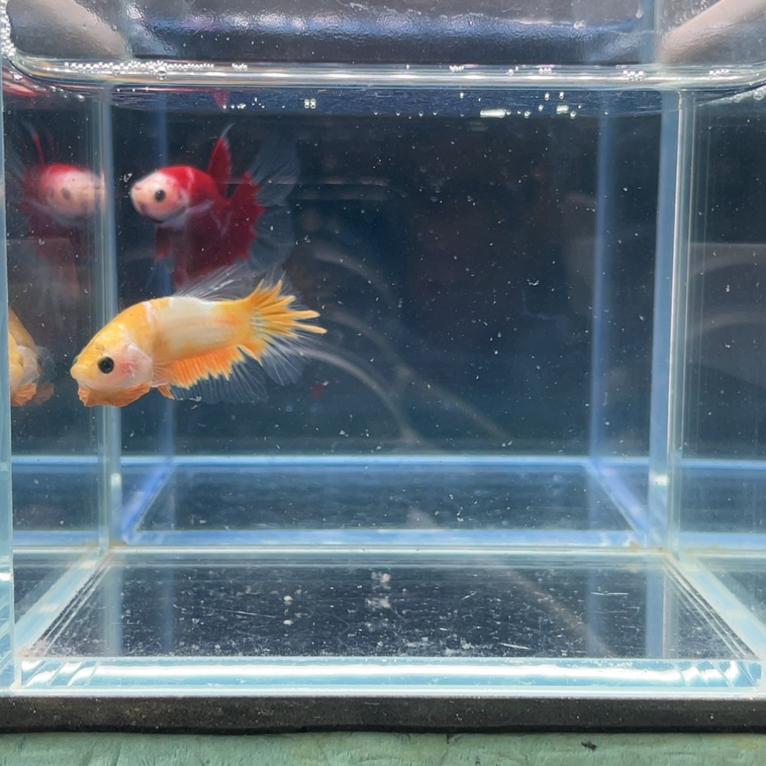 斗鱼印尼进口黄koi