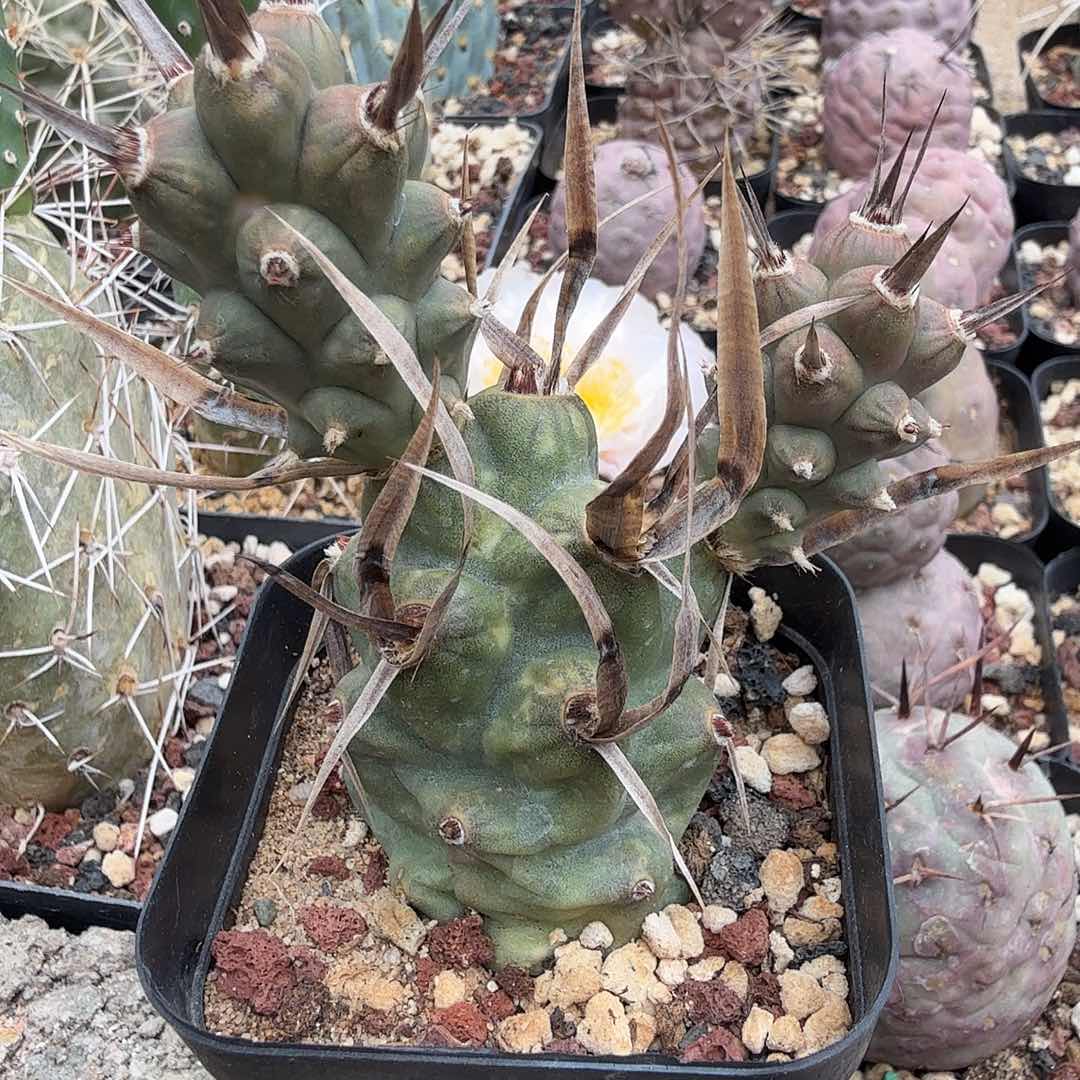 豪刺武藏野多肉植物