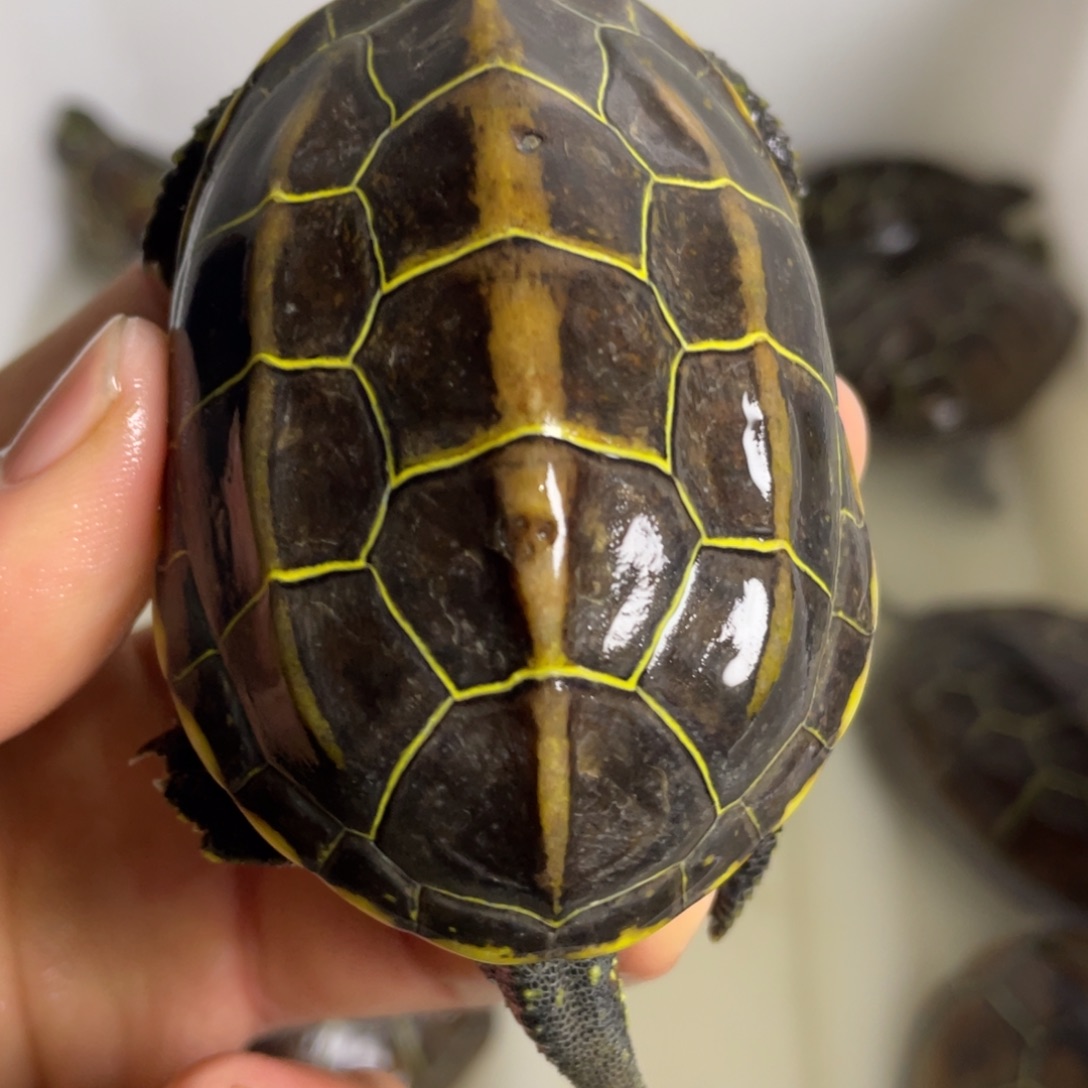 苏北金线冷水草龟